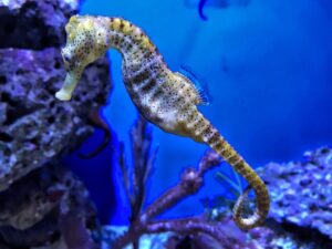 Read more about the article Romance Lessons From a Seahorse [Video]